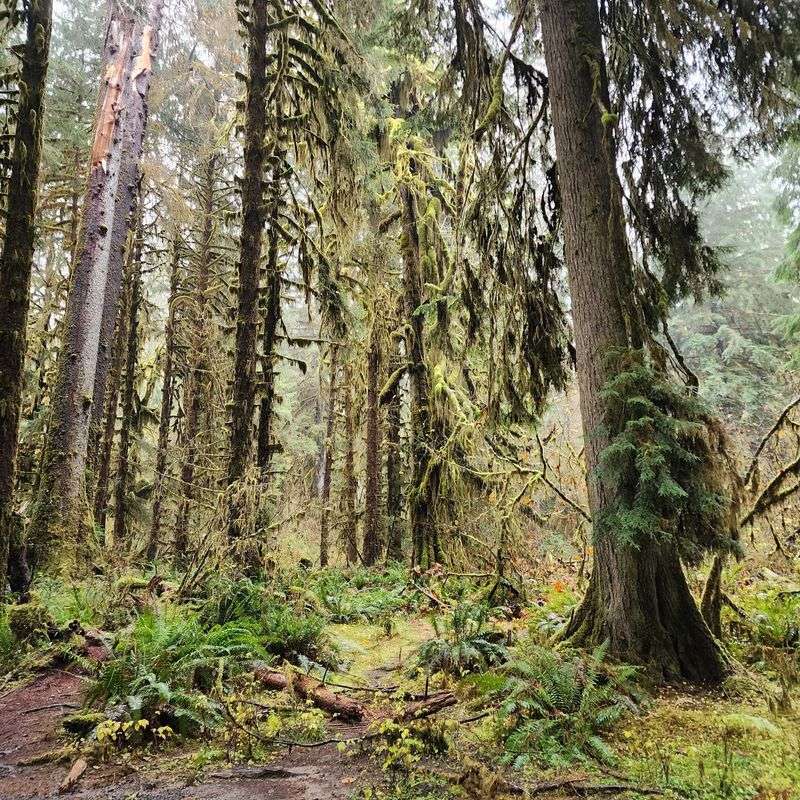 Towering Spruce And Hemlock Overhead
