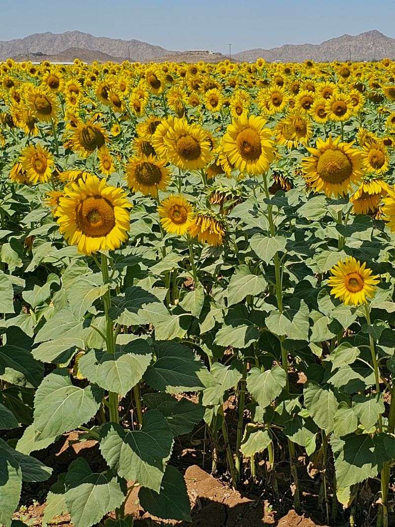 Towering Stalks You Can Stroll Between
