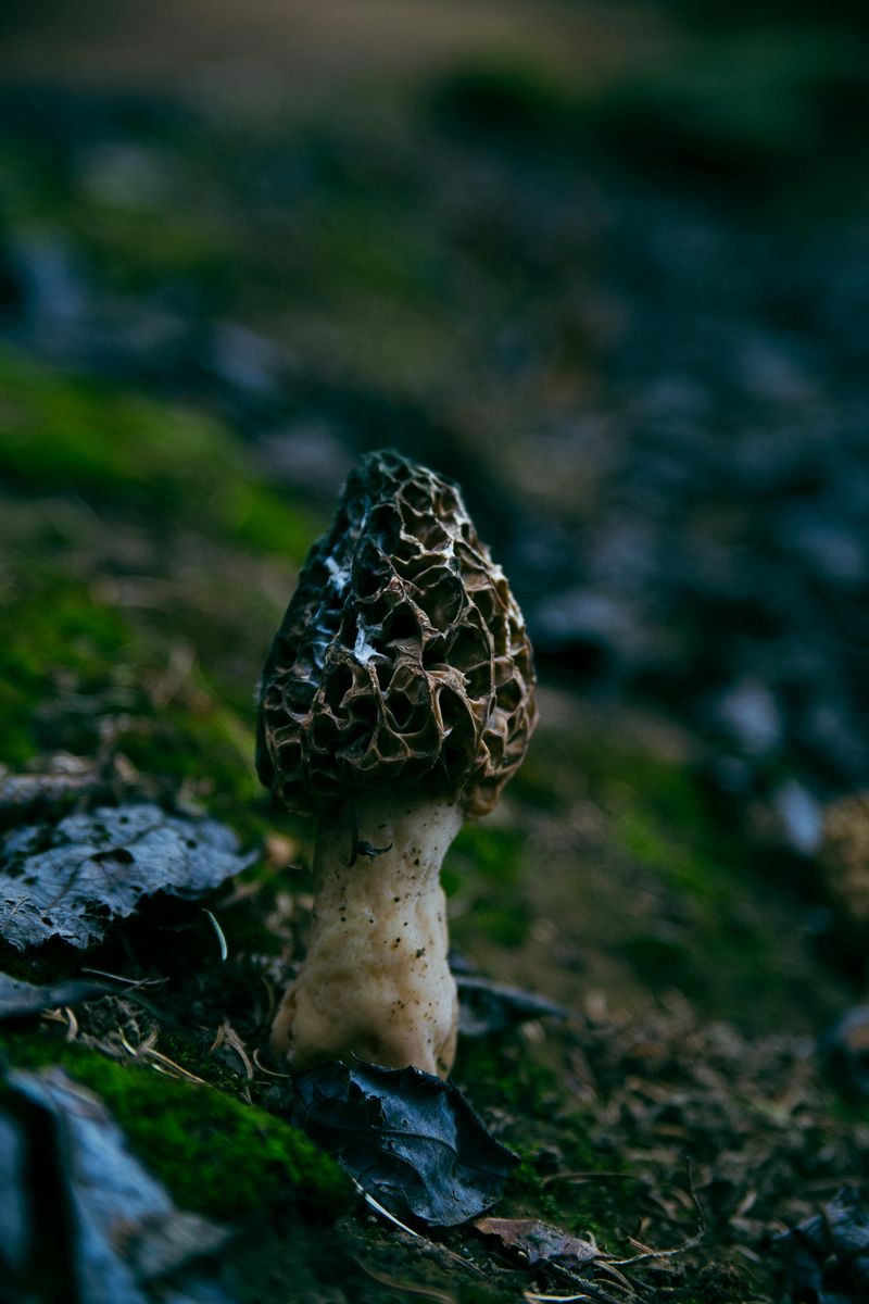 Scout Burn Scars Carefully