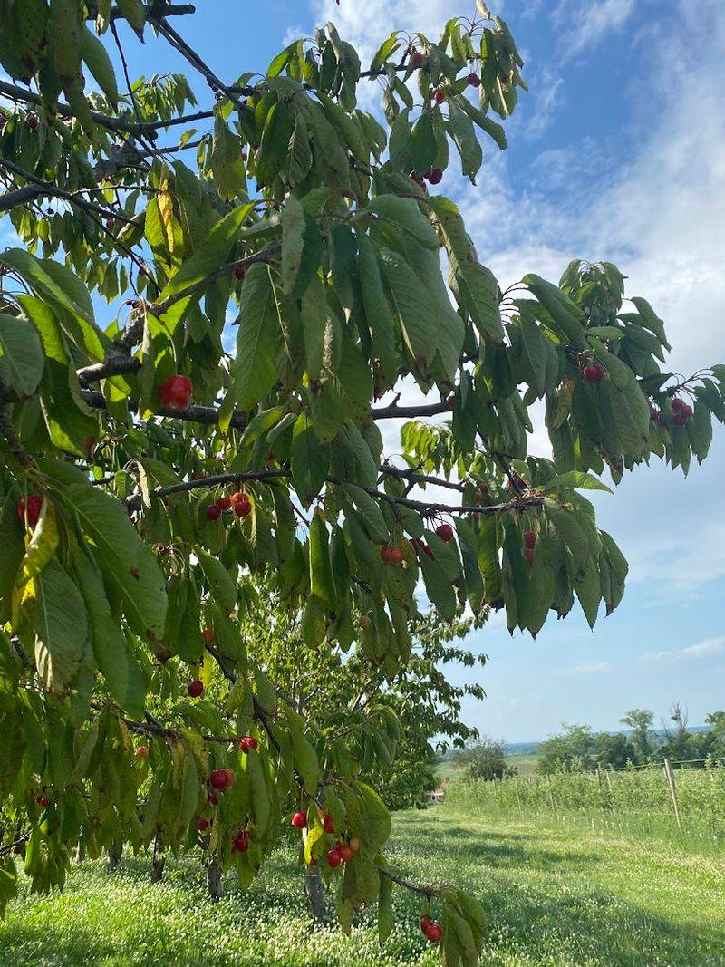 Tractor Rides And Wagon Tours Make The Orchard Feel Like An Adventure