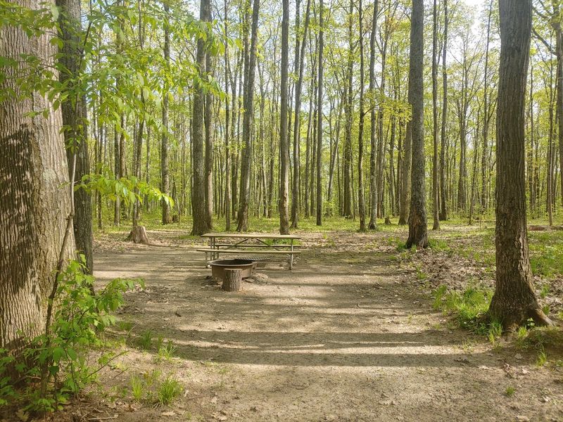 Tracy Ridge Campground, Allegheny National Forest, Pennsylvania