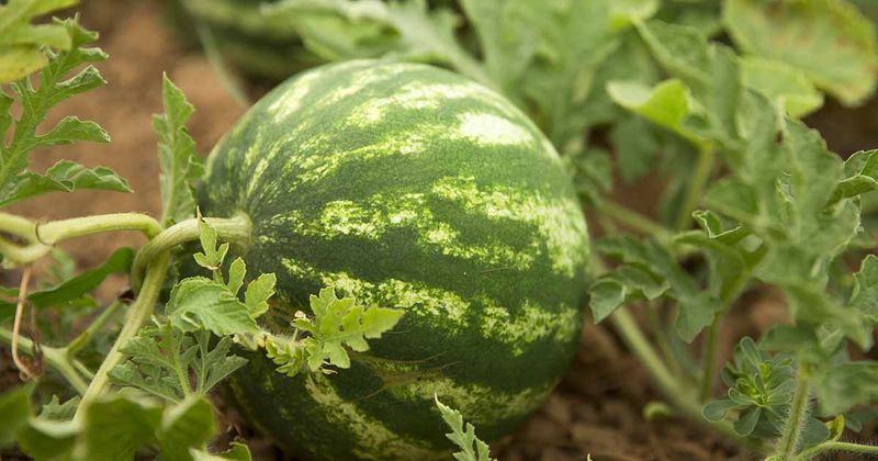 Agricultural Experts Confirm Seeds Need Specific Conditions