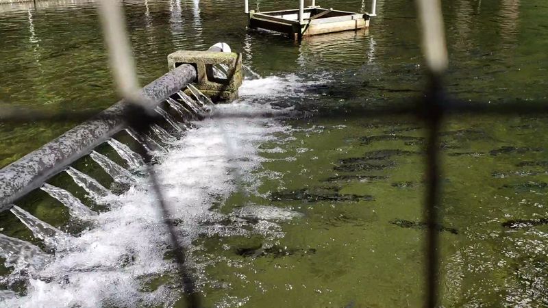 The Fish Hatchery: Education Meets Conservation