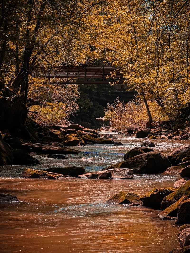 Wildlife Encounters That Catch You Off Guard