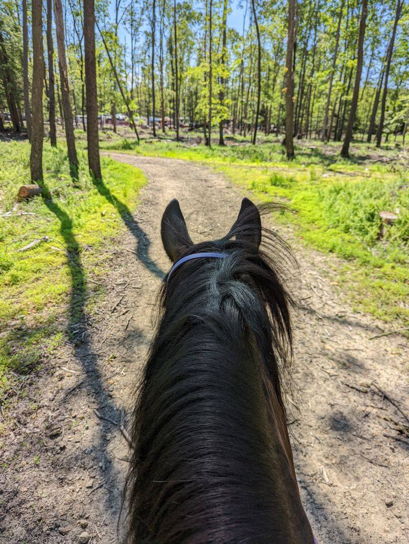 The Horses Are Well-Trained and Suited for All Experience Levels