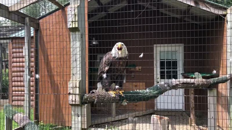 Raptor Ridge And The Bald Eagle