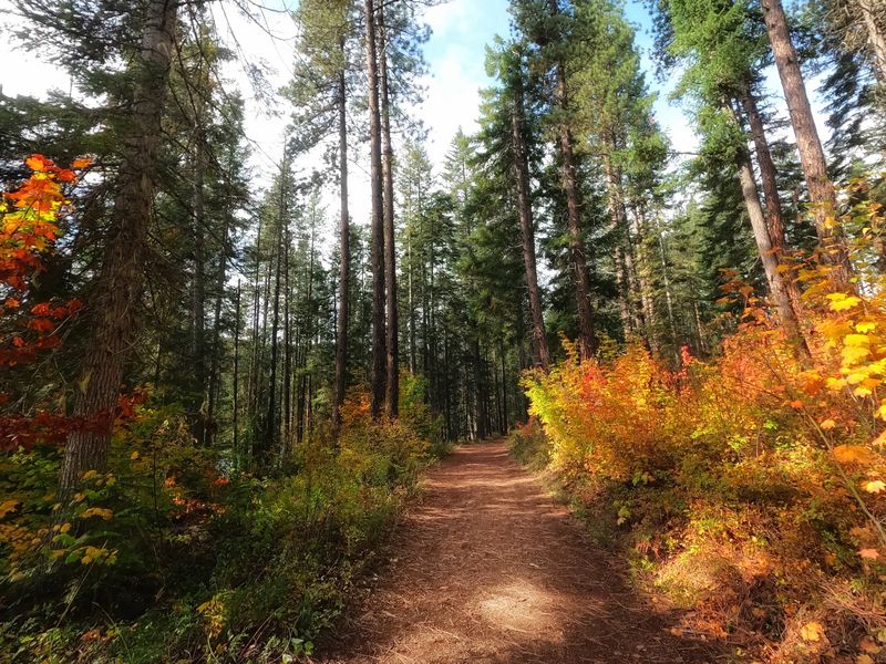 Trails, Horseback Rides, and Forest Wandering