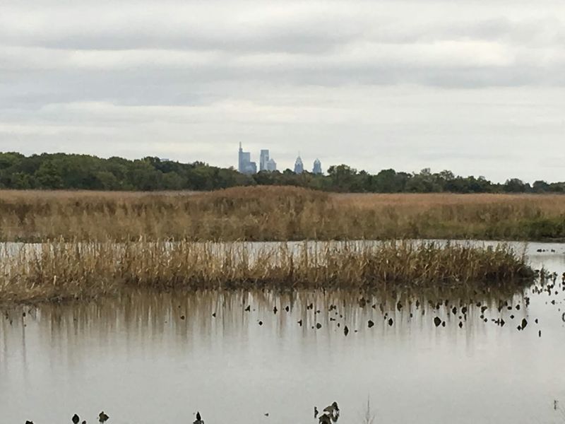 Migratory Shorebirds Use The Refuge As A Critical Stopover