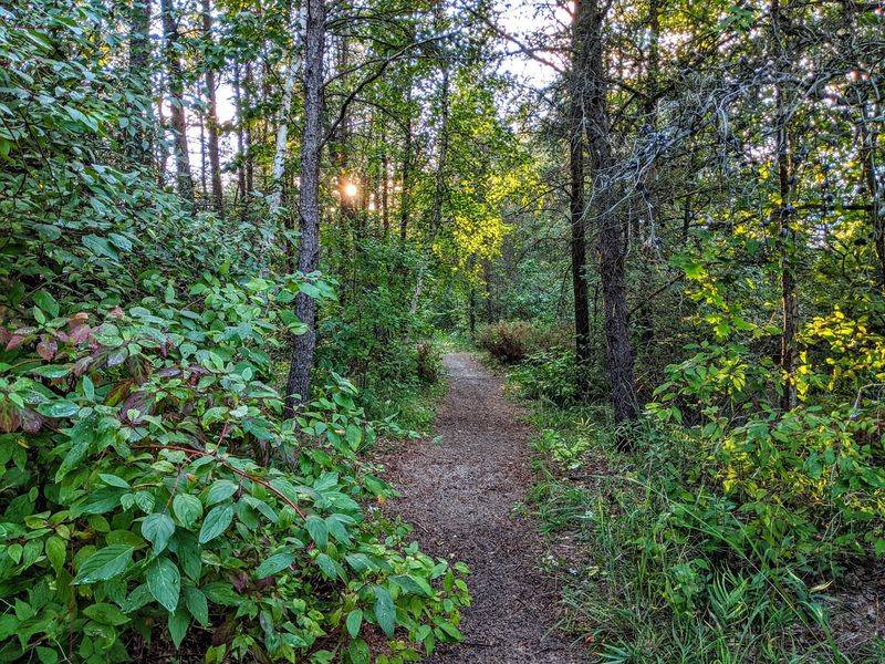 Trails That Swap Sand Dunes For Shady Pines