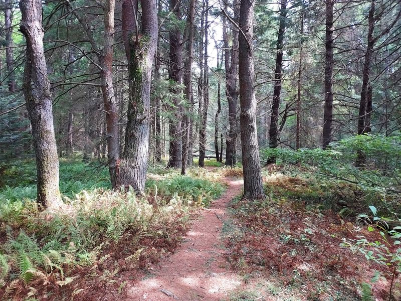 Trails That Wander Into Big Woods