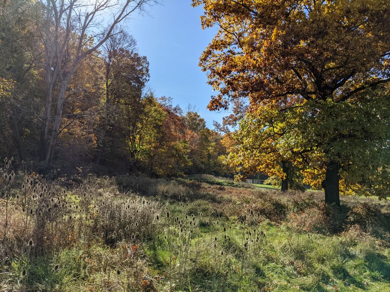 The Play of Light Through Ancient Trees