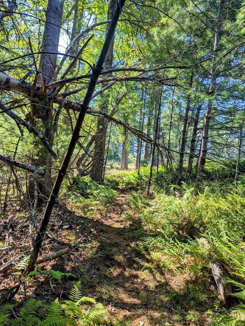 Trails That Wind Through The Wild