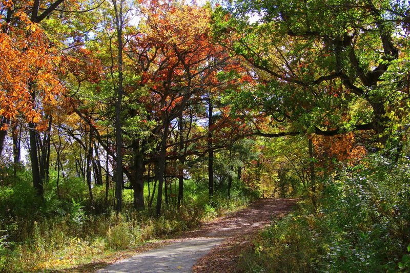 Trails That Wind Through Woods And Meadows