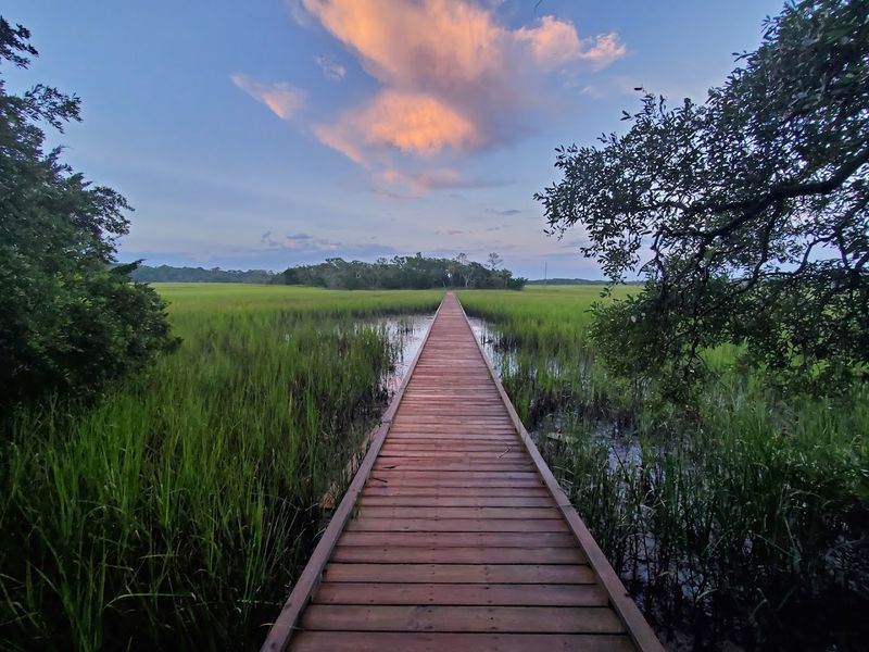 Trails Through Salt Marsh That Bring Wildlife Right To You