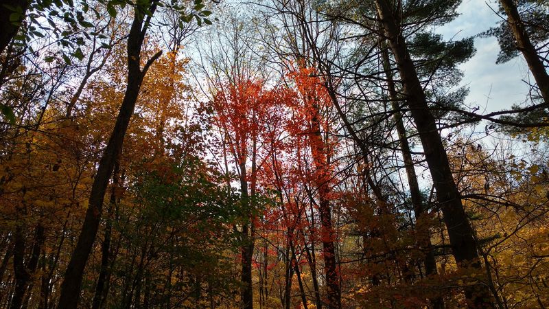 Trails Through The Harrison County Hills