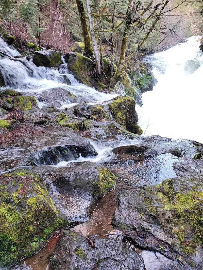 Trails and Forests Right at Your Doorstep
