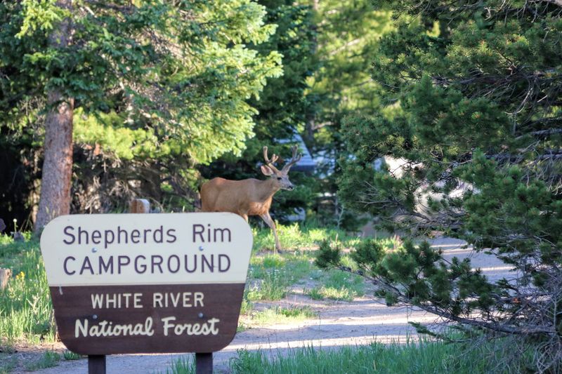 Trappers Lake and Shepherds Rim Campground, Rio Blanco County Trappers Lake and Shepherds Rim Campground, Rio Blanco County