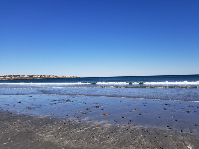 Treasure Hunting For Sand Dollars 