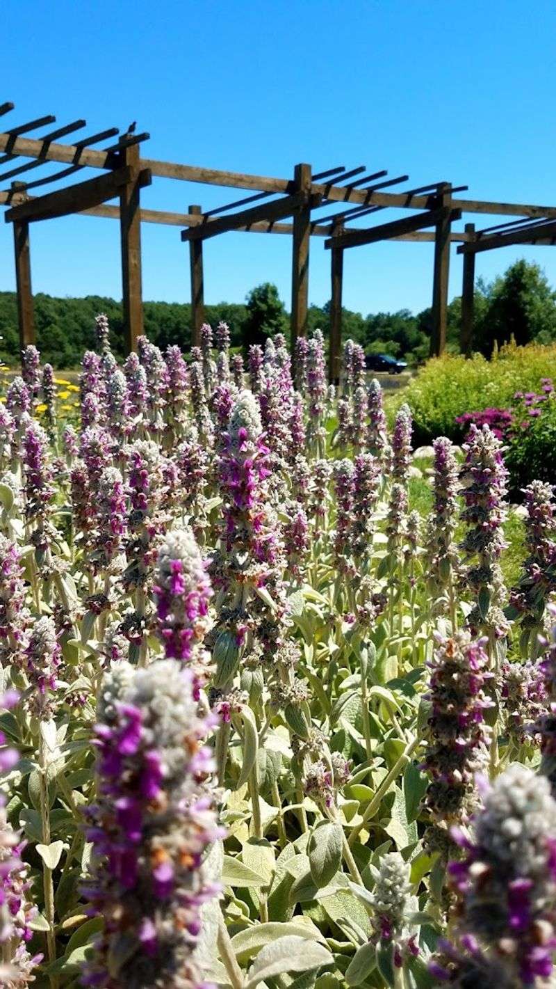 Treat The Lavender Labyrinth As A Walk, Not A Quick Photo Stop