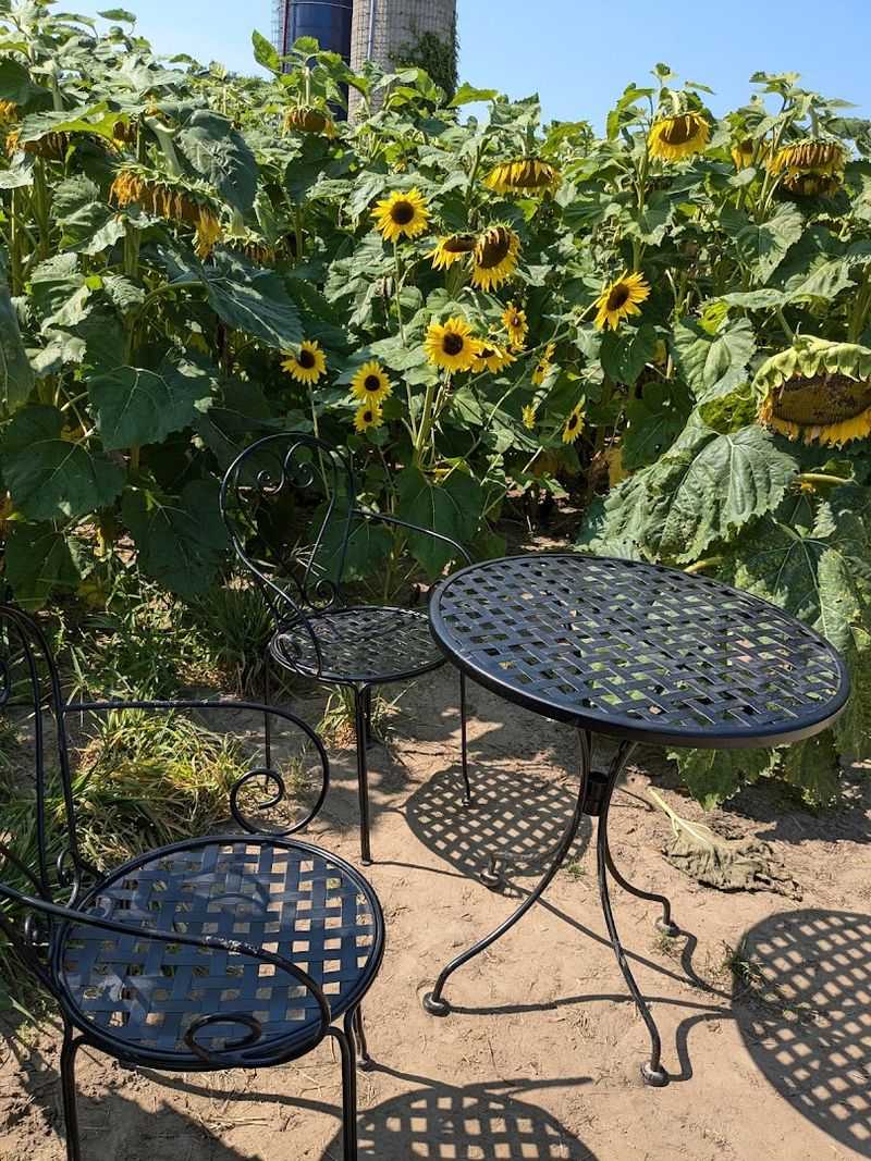 Treat The Sunflower Shed As Part Of The Visit Treat The Sunflower Shed As Part Of The Visit