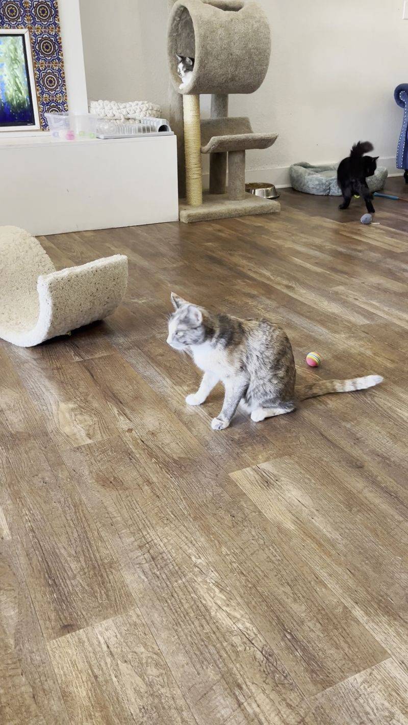 Treats, Toys, and Cats on Their Own Terms