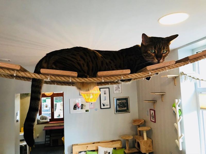 Tree House Cat Cafe (Chicago)