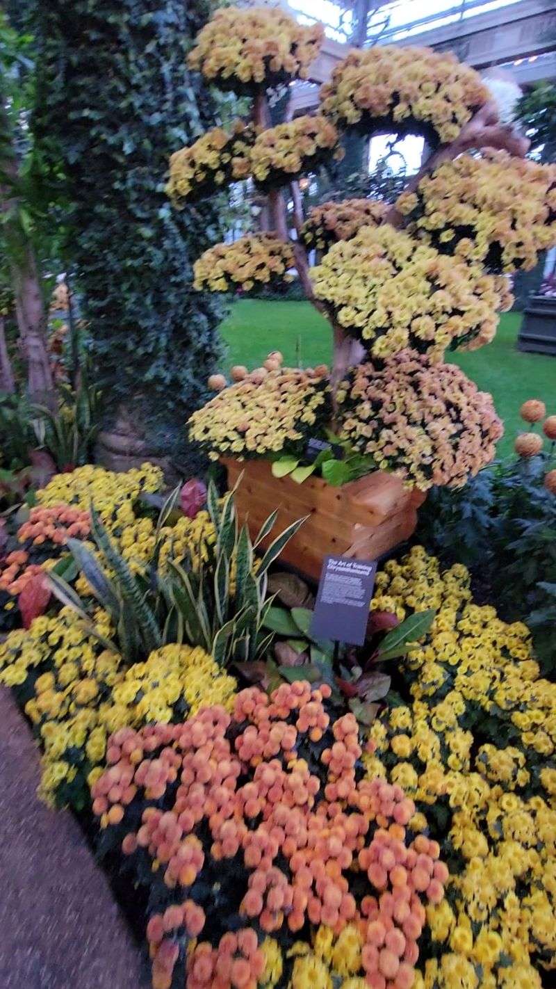 Chrysanthemum Festival Celebrating Autumn