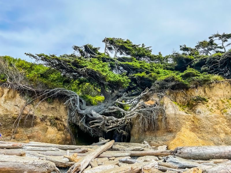 Tree of Life