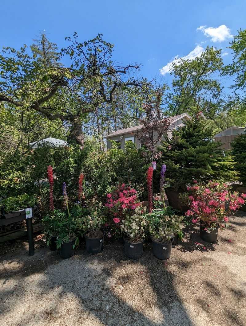 Trees, Shrubs, And Everything In Between Trees, Shrubs, And Everything In Between