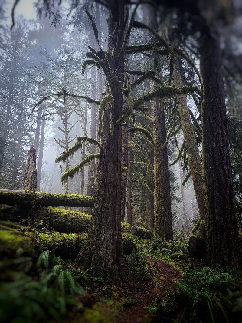 Trees That Remember Centuries Gone By Trees That Remember Centuries Gone By
