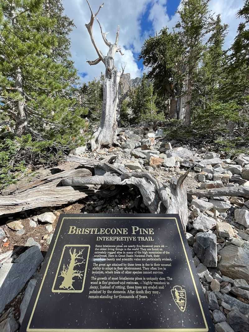 Trees That Watched Empires Rise And Fall