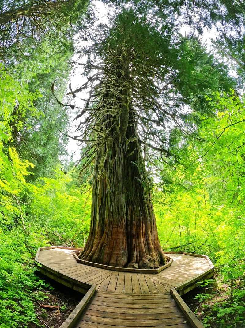 Trees That Were Standing Long Before Statehood