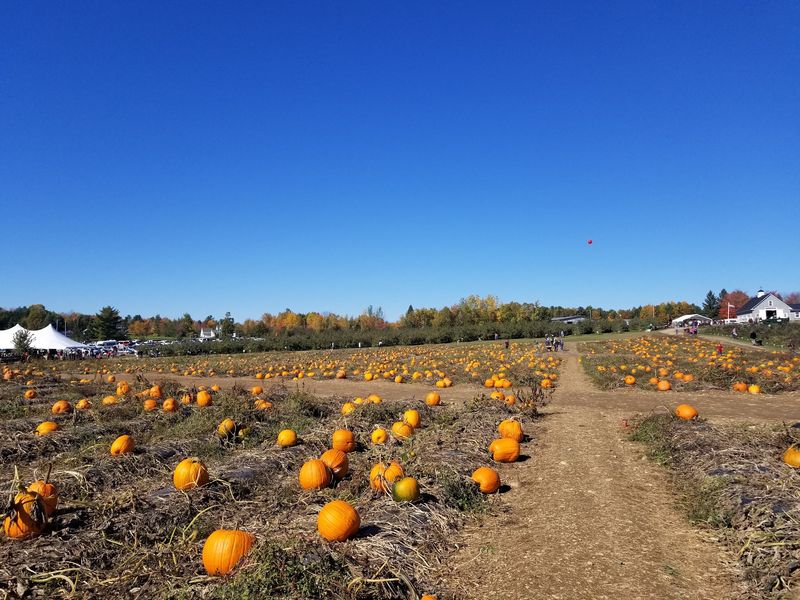 Treworgy Family Orchards, Levant