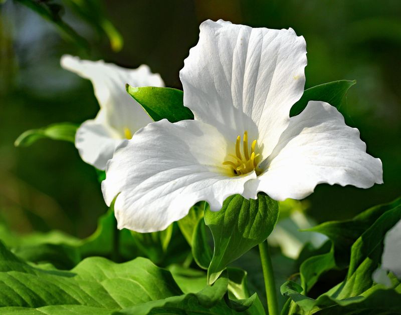 Brattin Woods, Meridian Township