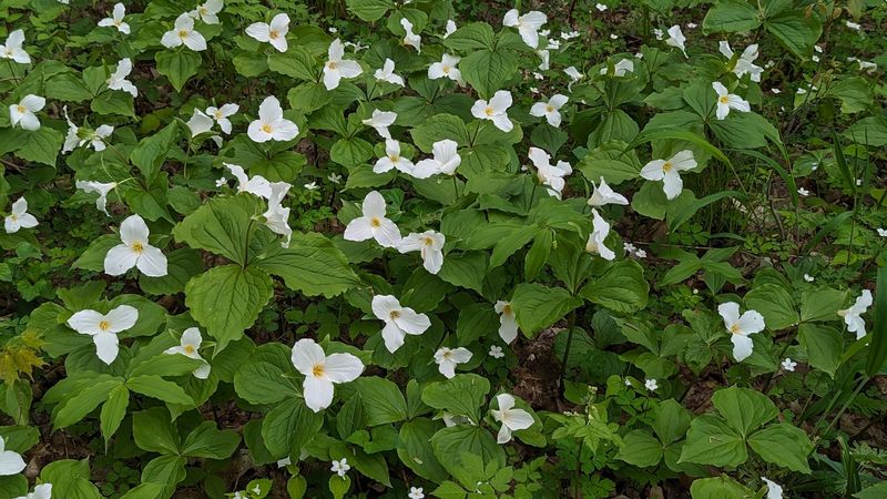 Trillium Ravine Plant Preserve, Niles Township