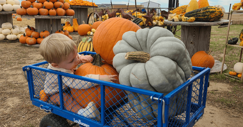Trinity Acres Pumpkin Patch, Byers