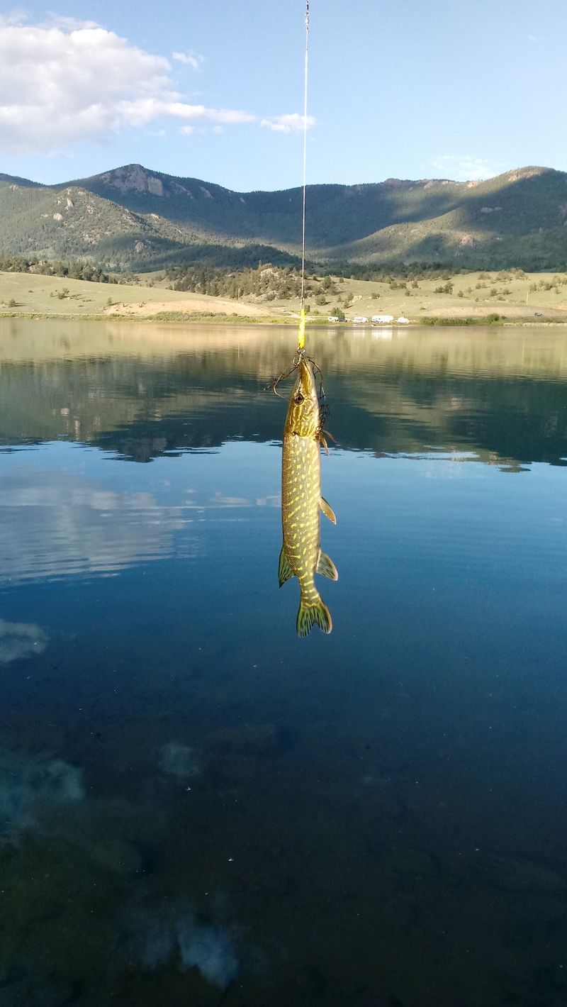 Trout And Pike Keep Anglers Guessing