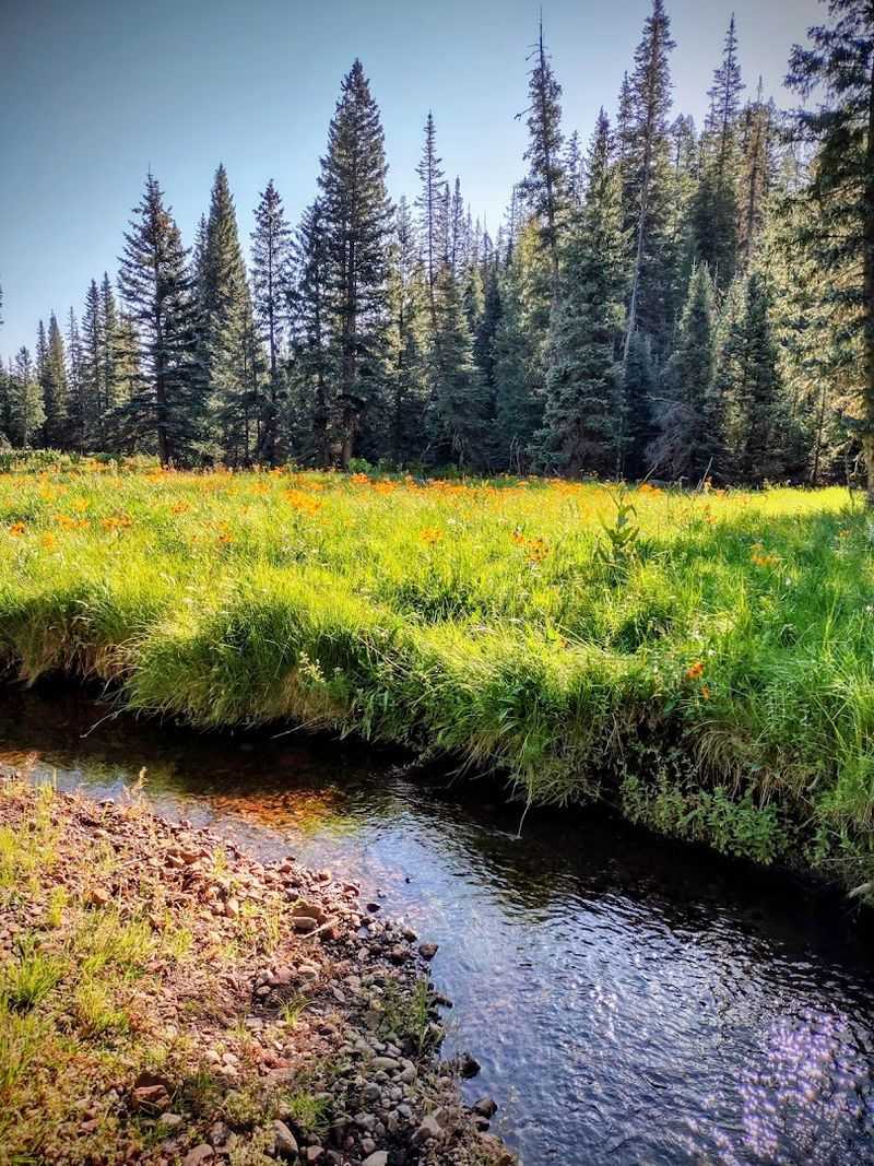 Trout Fishing In The Apache-Sitgreaves National Forest