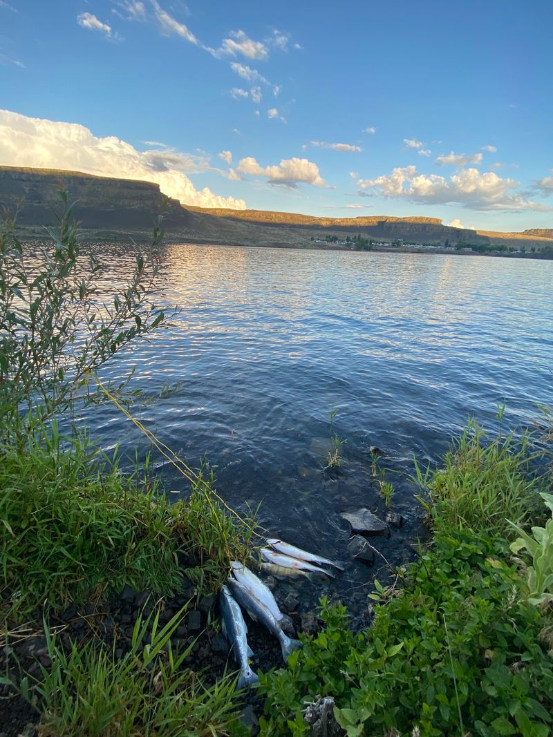 Trout Fishing That Keeps Coolers Busy Trout Fishing That Keeps Coolers Busy