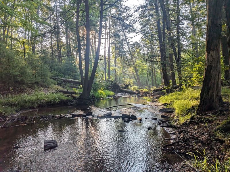 Trout Streams And Fishing Right By Camp