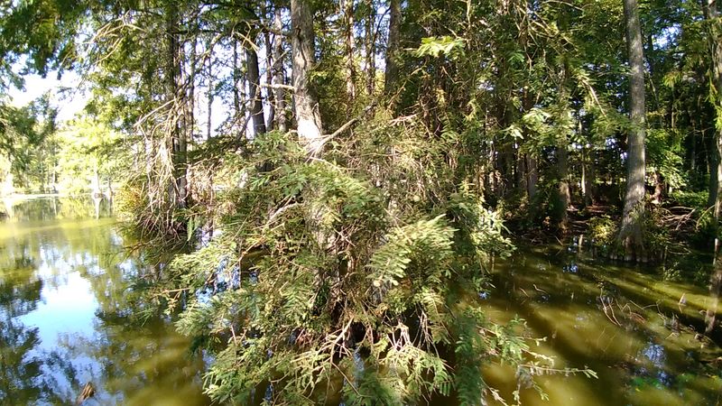 Trussum Pond