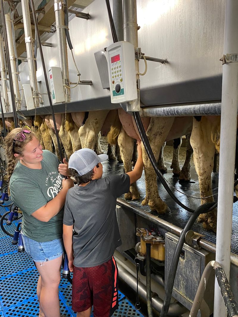Trying Your Hand at Milking a Cow