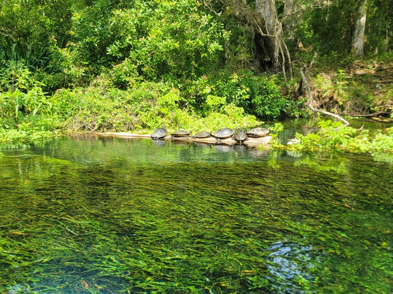 Kayaks, Canoes, And The Long Glide