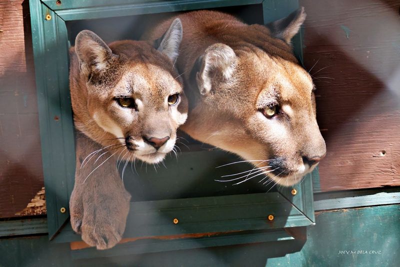 Southwest Wildlife Conservation Center In Scottsdale Lets Visitors See Rescued Predators Up Close