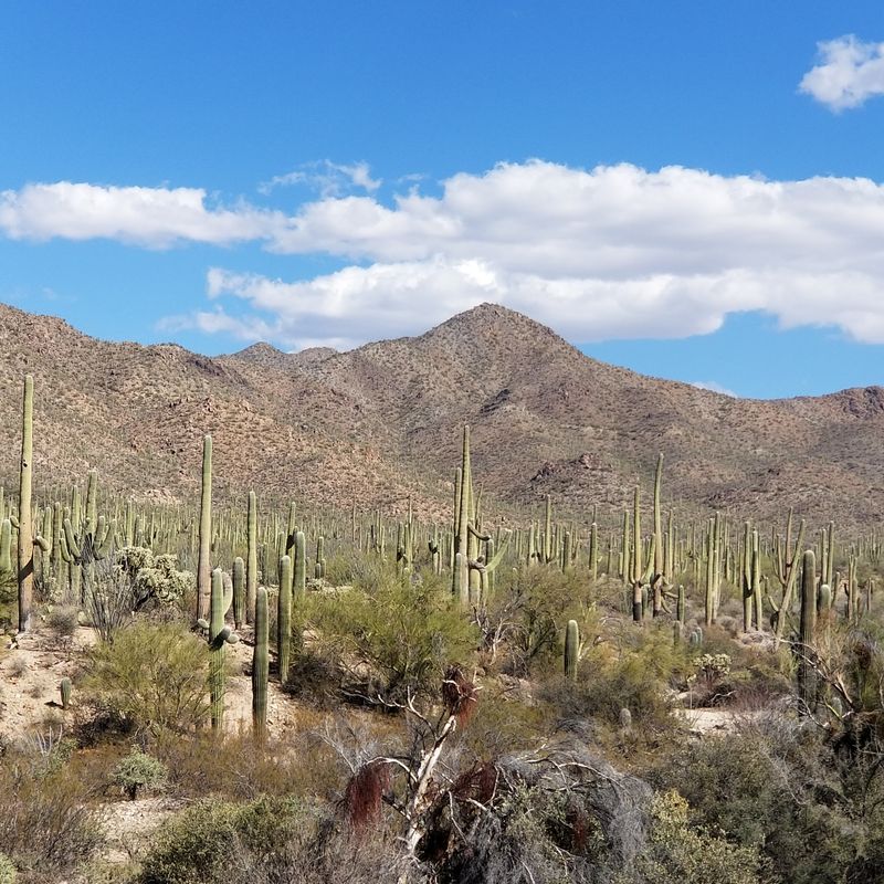 Saguaro National Park and the Tucson Desert