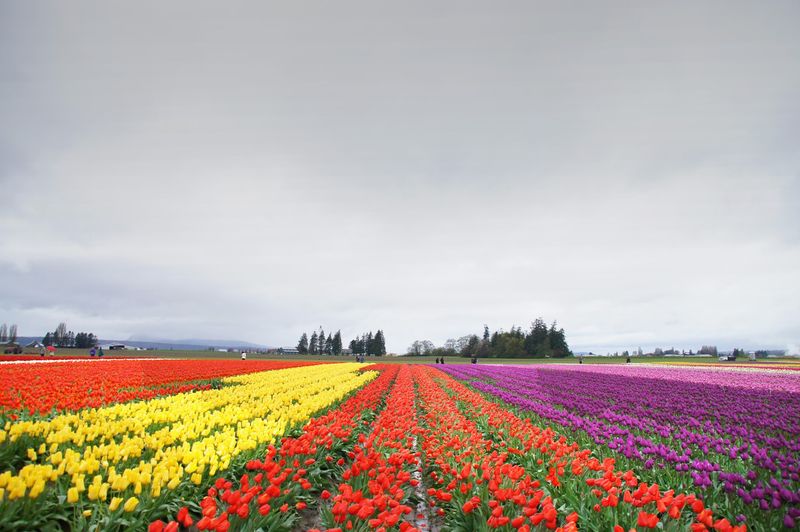 Tulip Fields That Paint the Valley