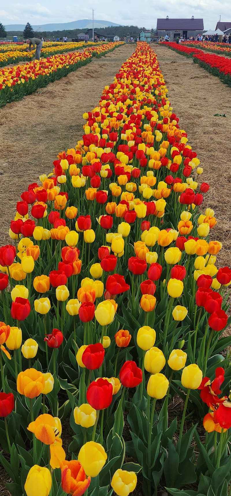 Tulip Season Brings A Splash Of Spring Color Tulip Season Brings A Splash Of Spring Color