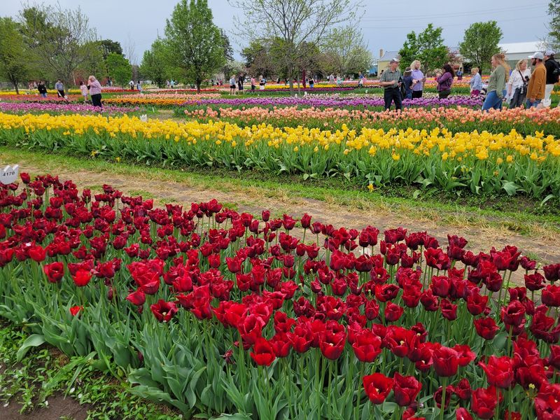 Tulip Time Takes Over Holland