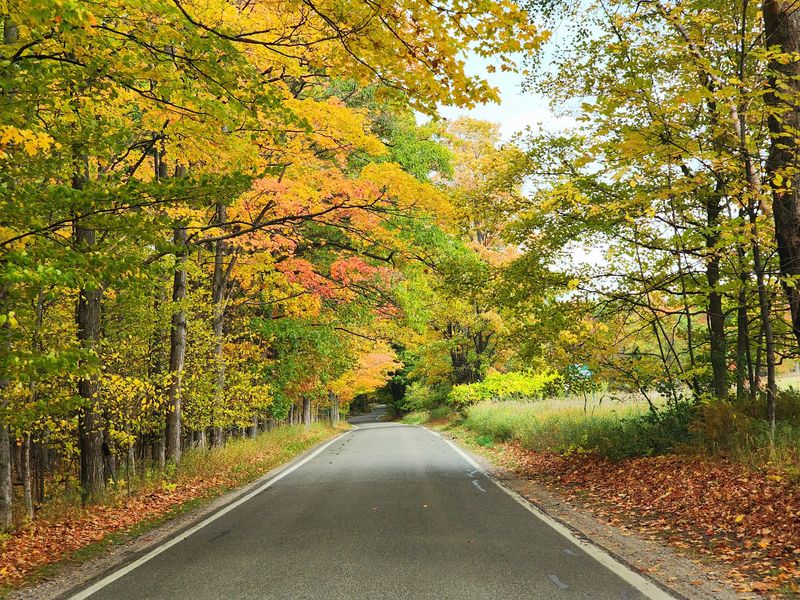 Tunnel Of Trees