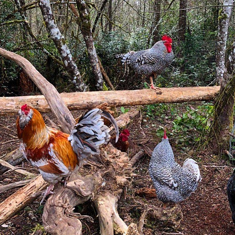 Turkeys, Chickens, and Other Feathered Friends